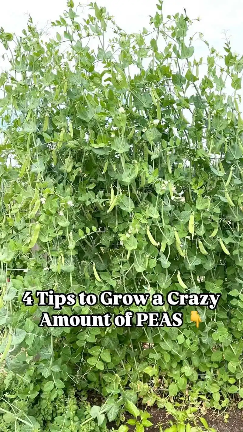 Peas