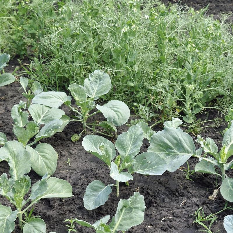Peas and Mint