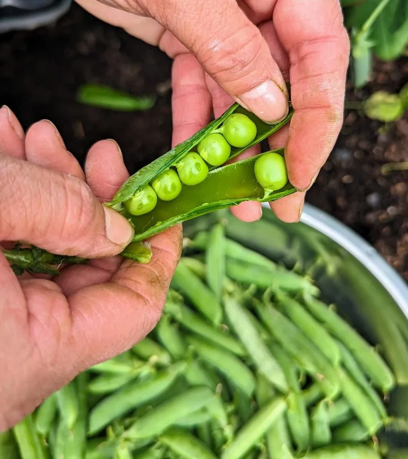 Peas