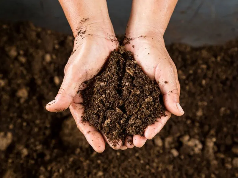 Peat Use