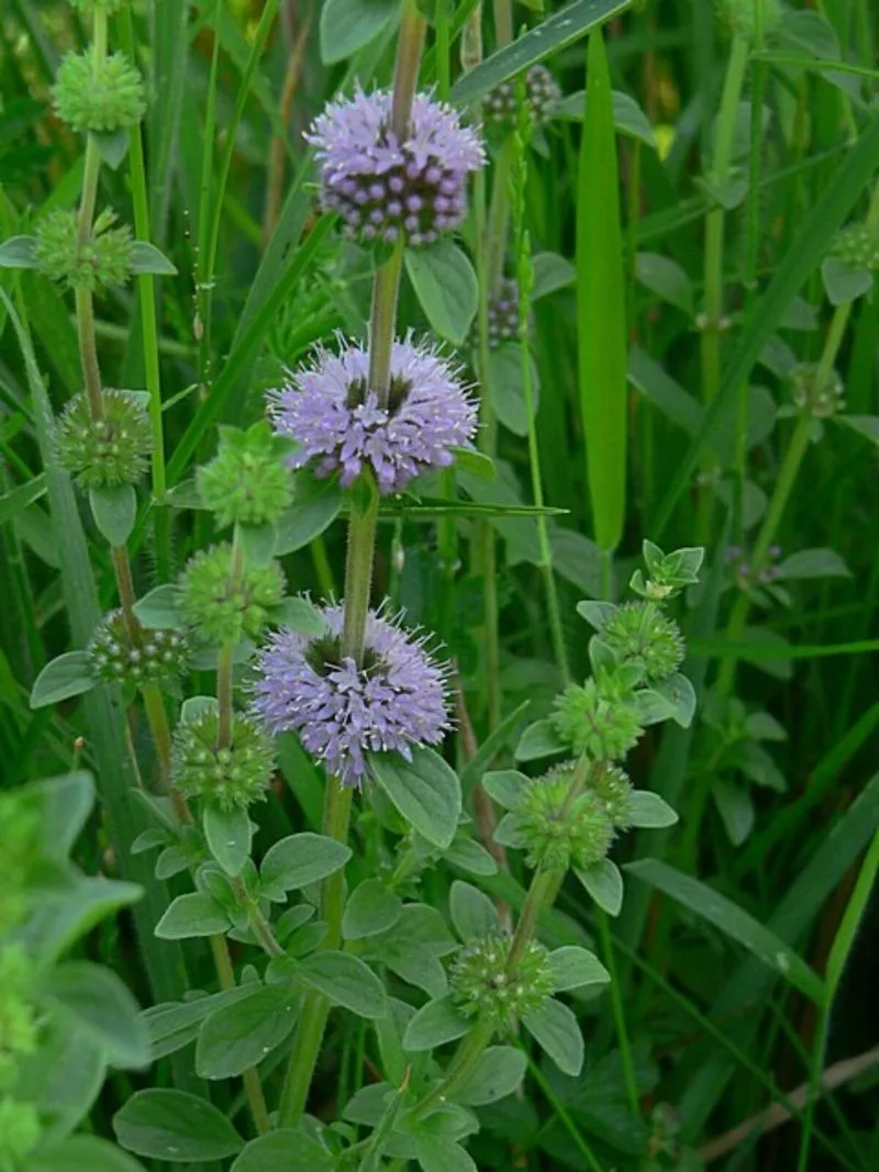 Pennyroyal