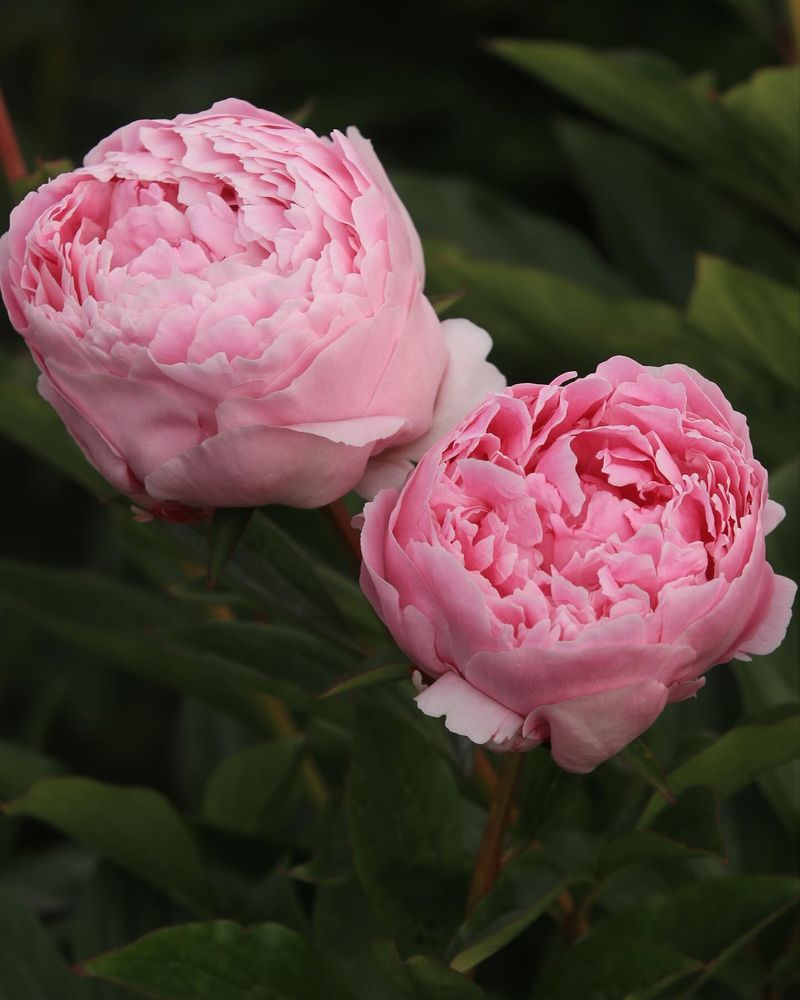 Peonies