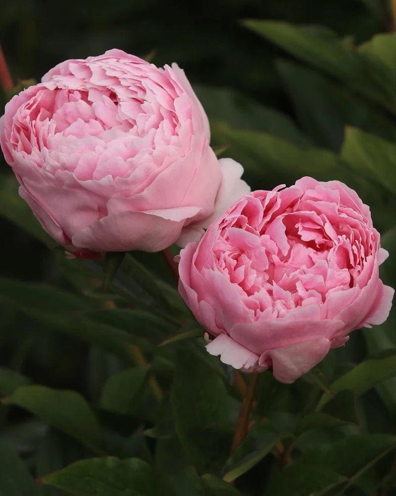 Peonies