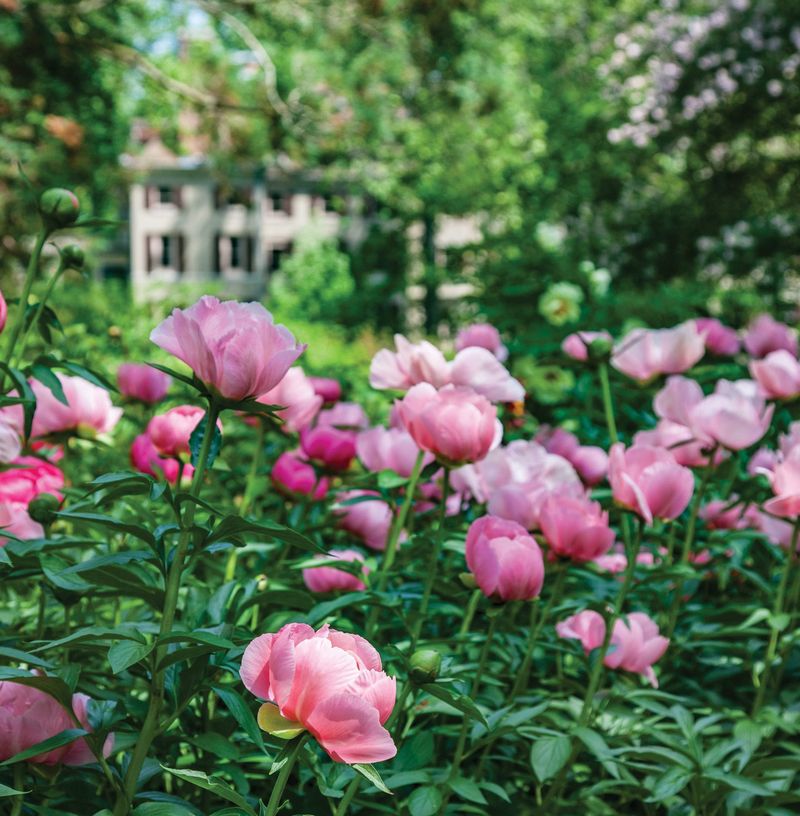 Peonies