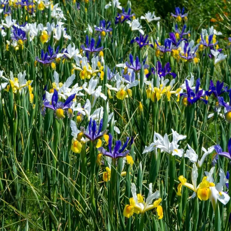 Irises