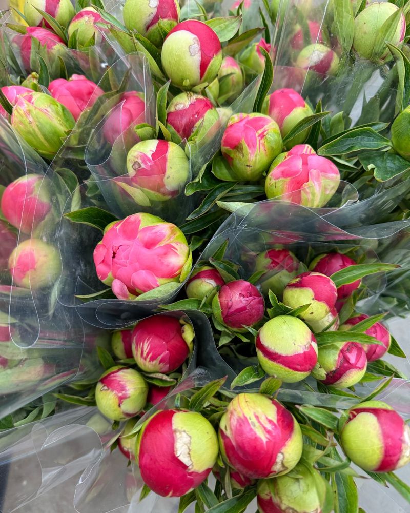 Peonies