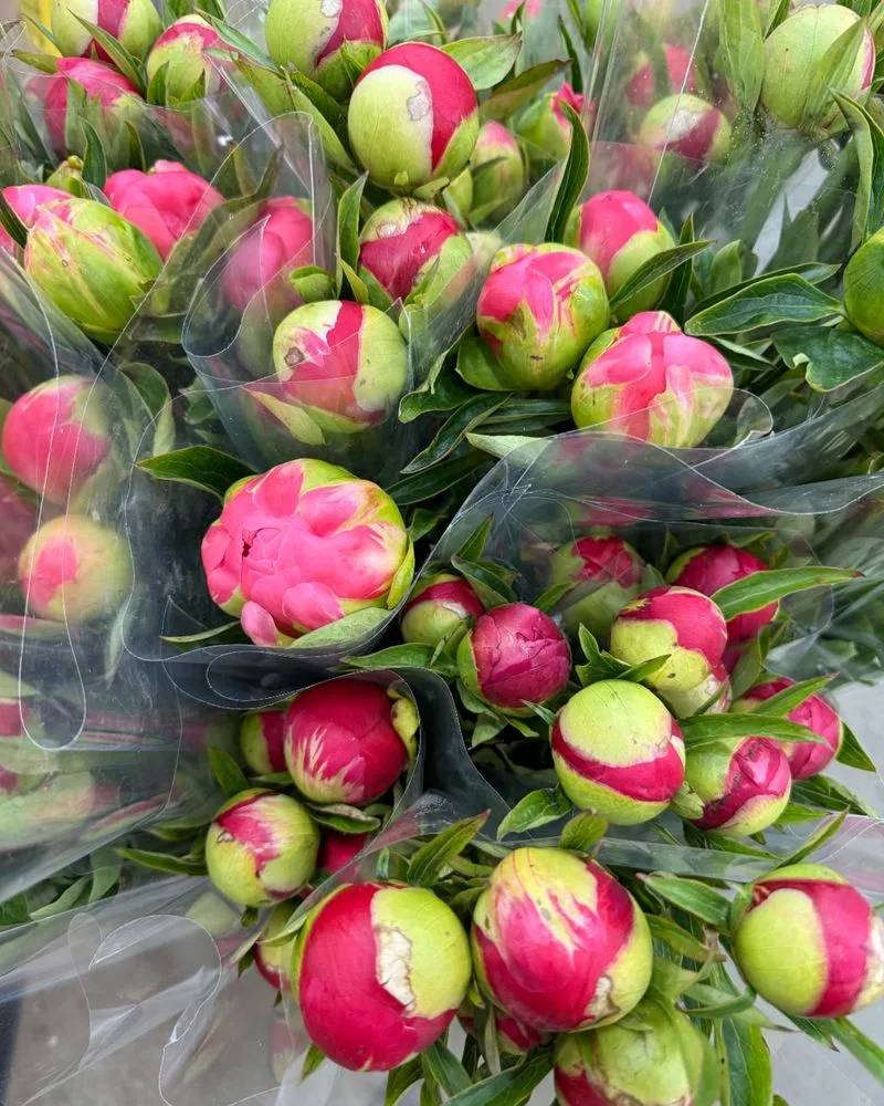 Peonies