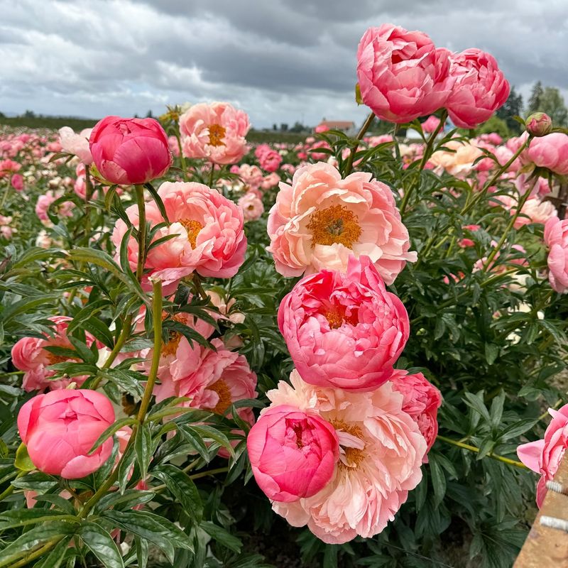 Peonies
