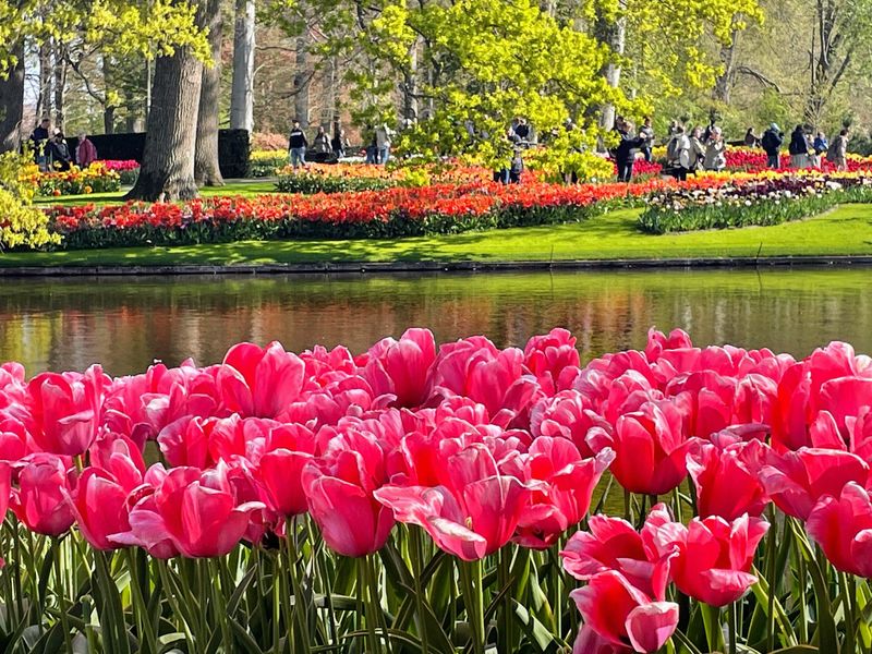 Tulips