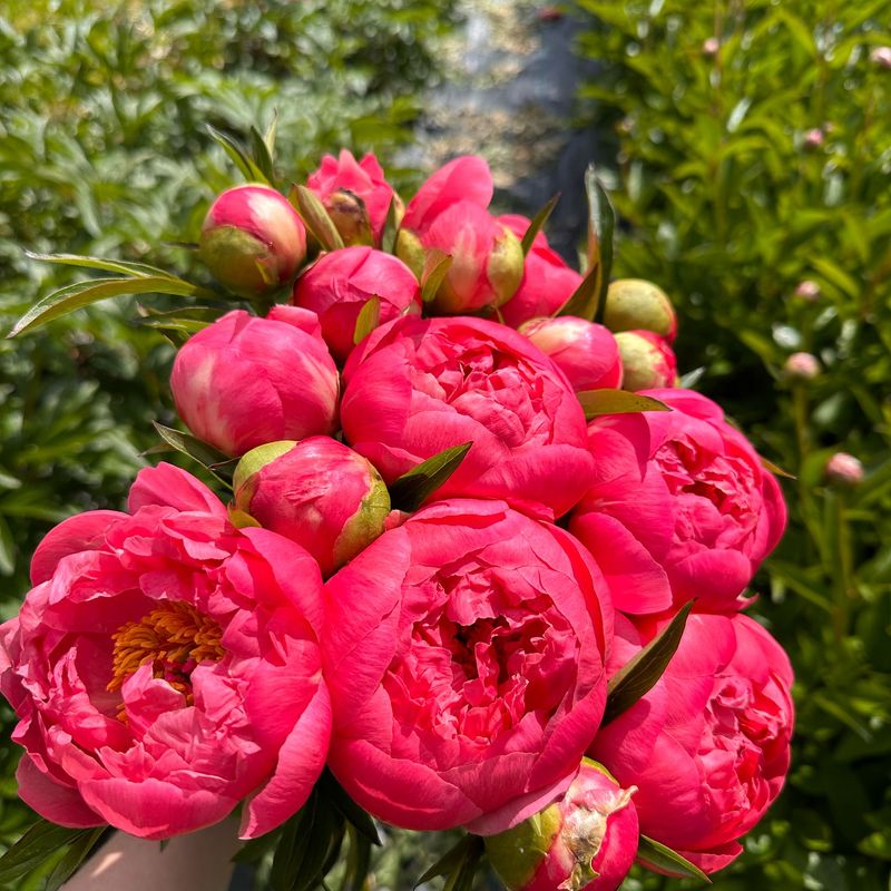 Peonies