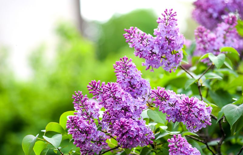 Lilacs