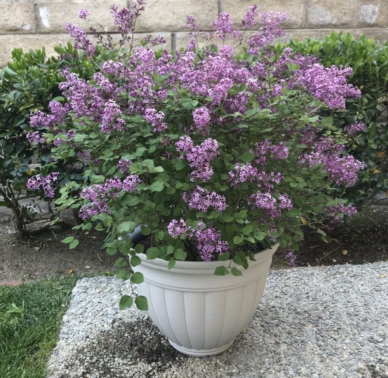 Lilac
