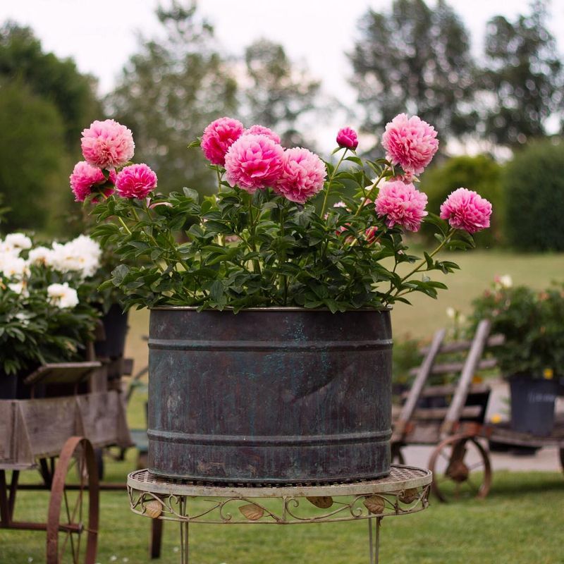 Peony