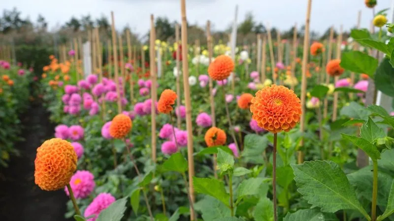 Dahlia