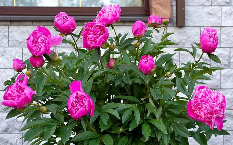 Peony