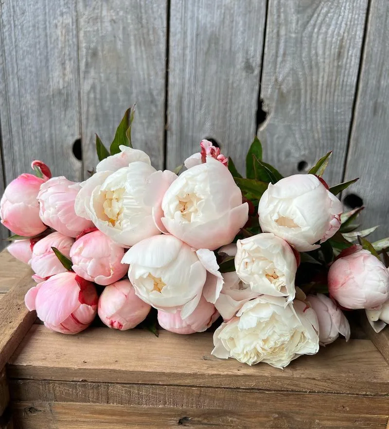 Peony