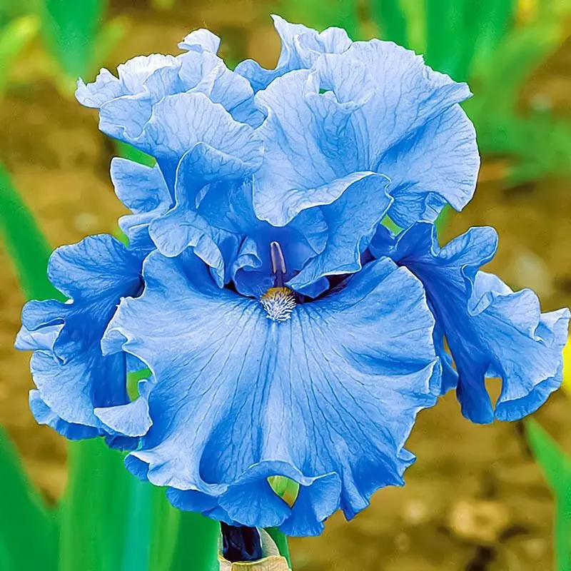 Iris
