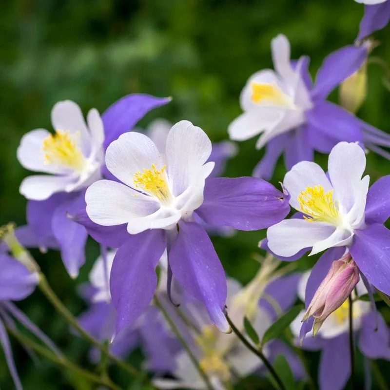Columbine