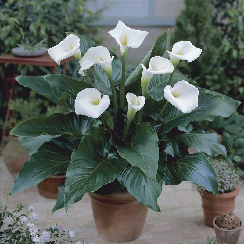 Calla Lily