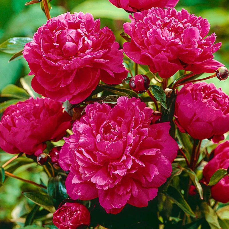 Peony