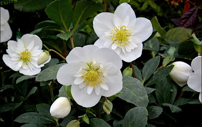 Hellebore