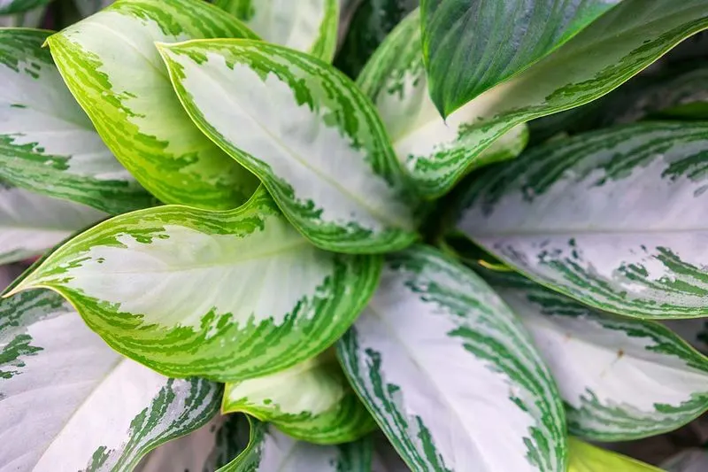 Chinese Evergreen