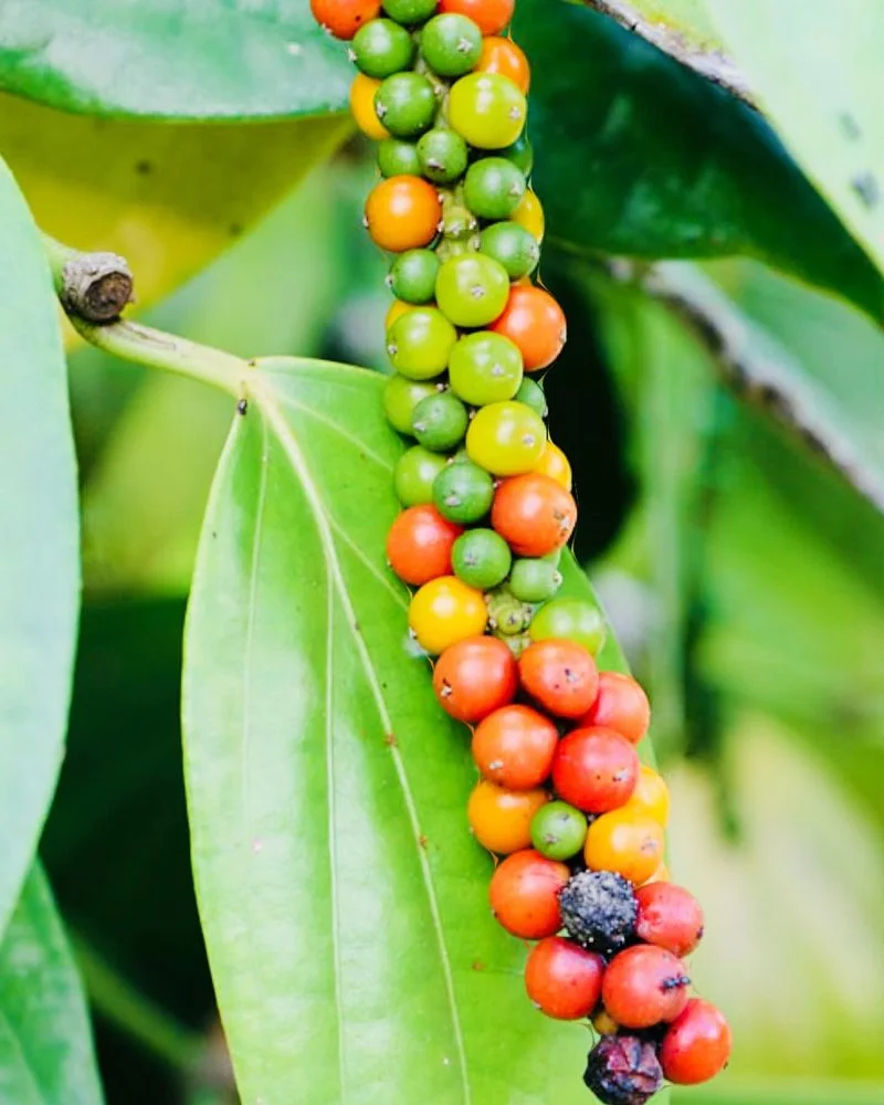 Pepper Plant