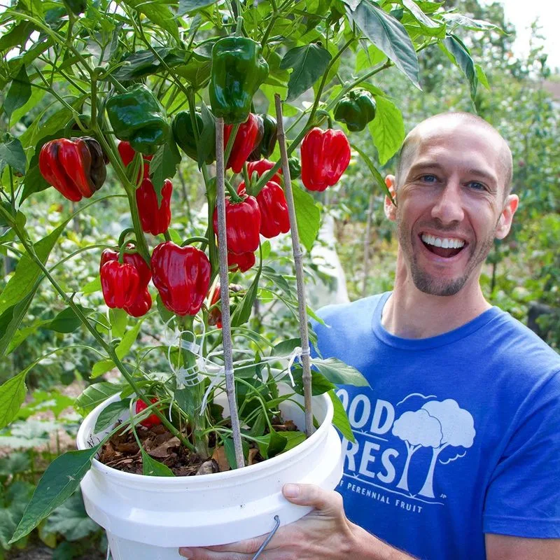 Peppers