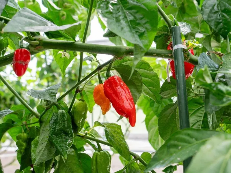 Peppers