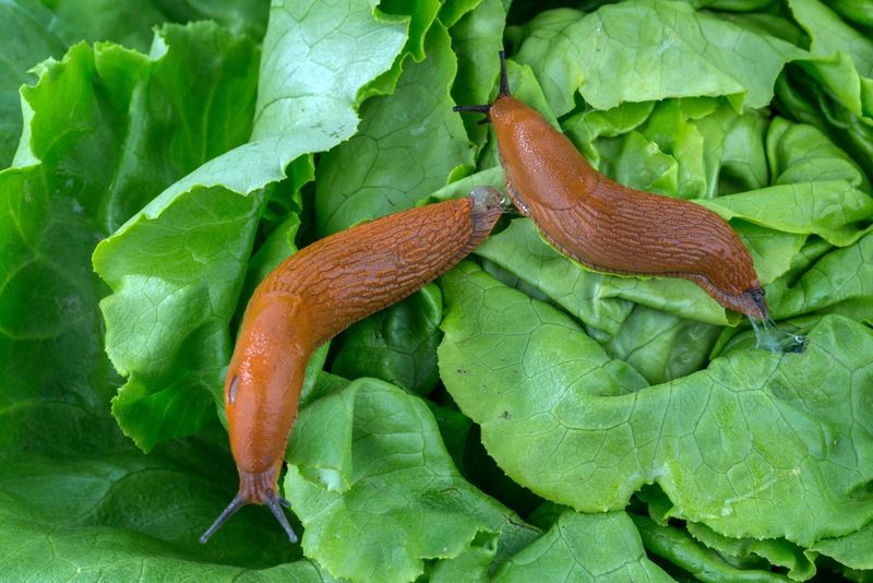 Lettuce