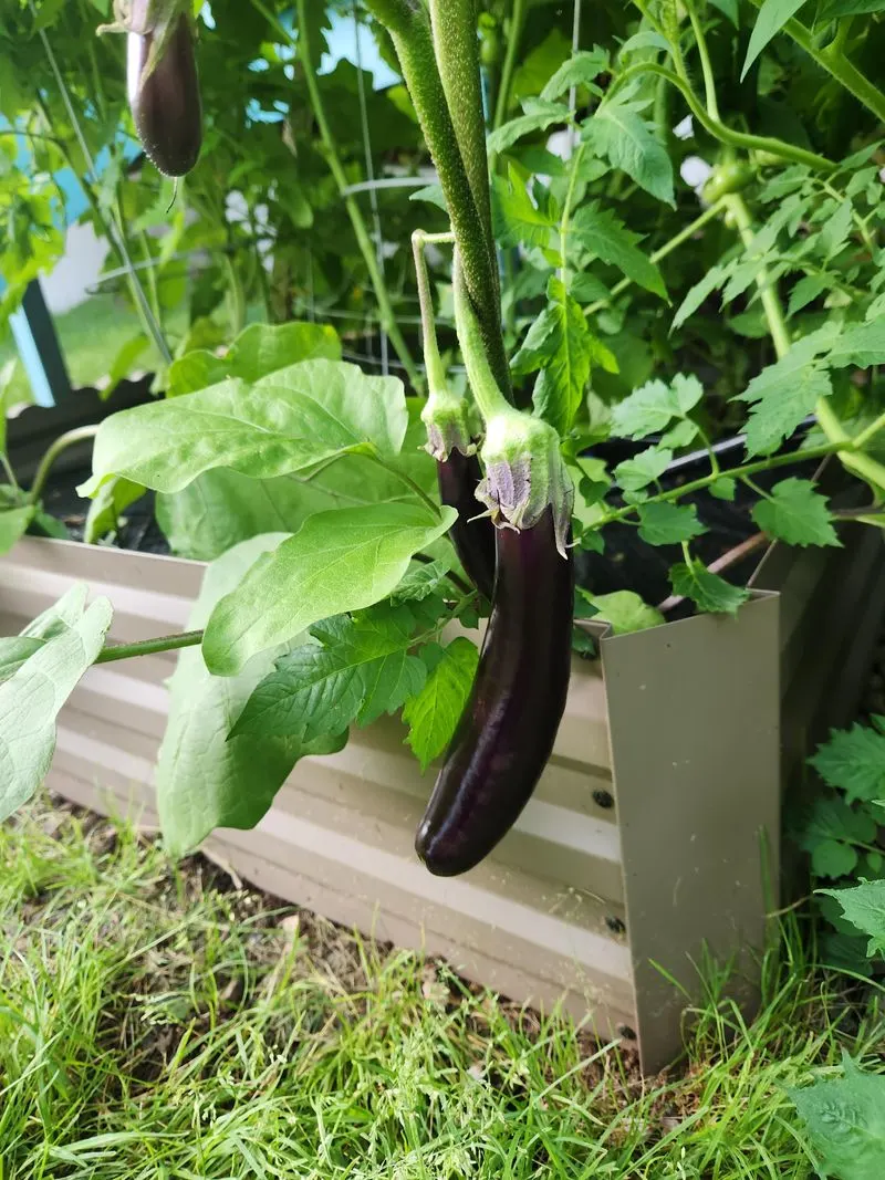 Eggplants