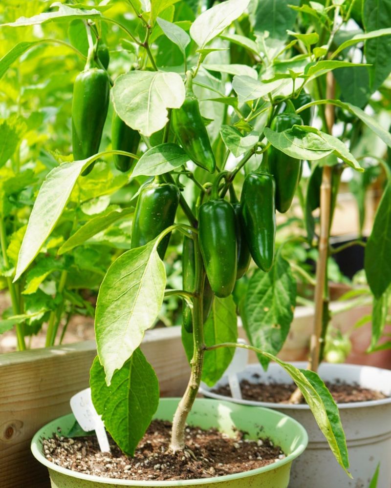 Peppers