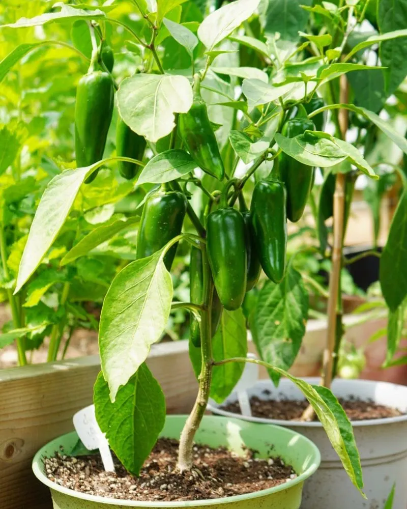 Peppers