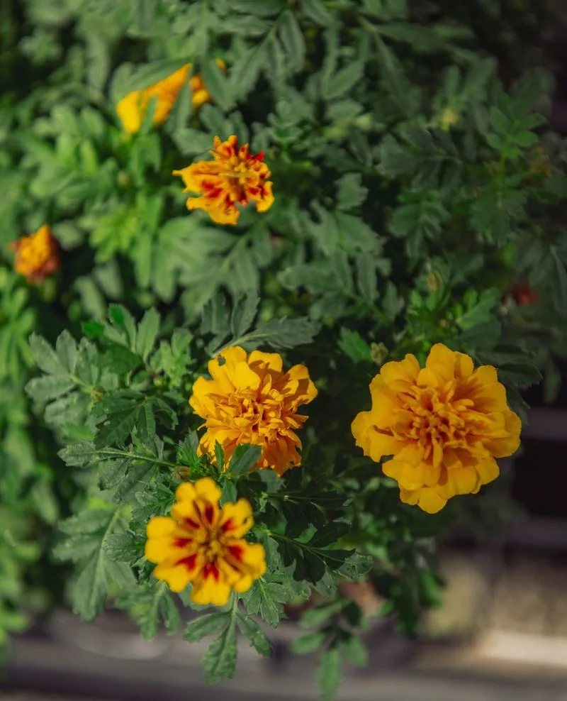 Peppers & Marigolds