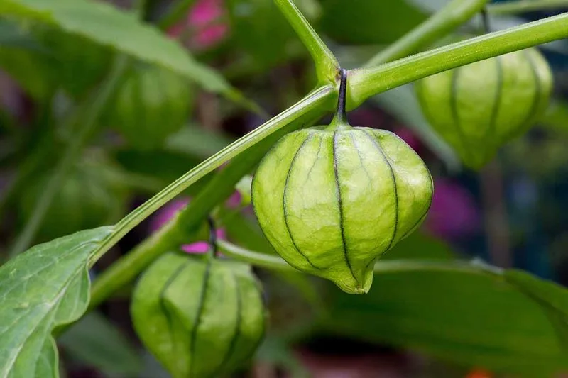 Tomatillos