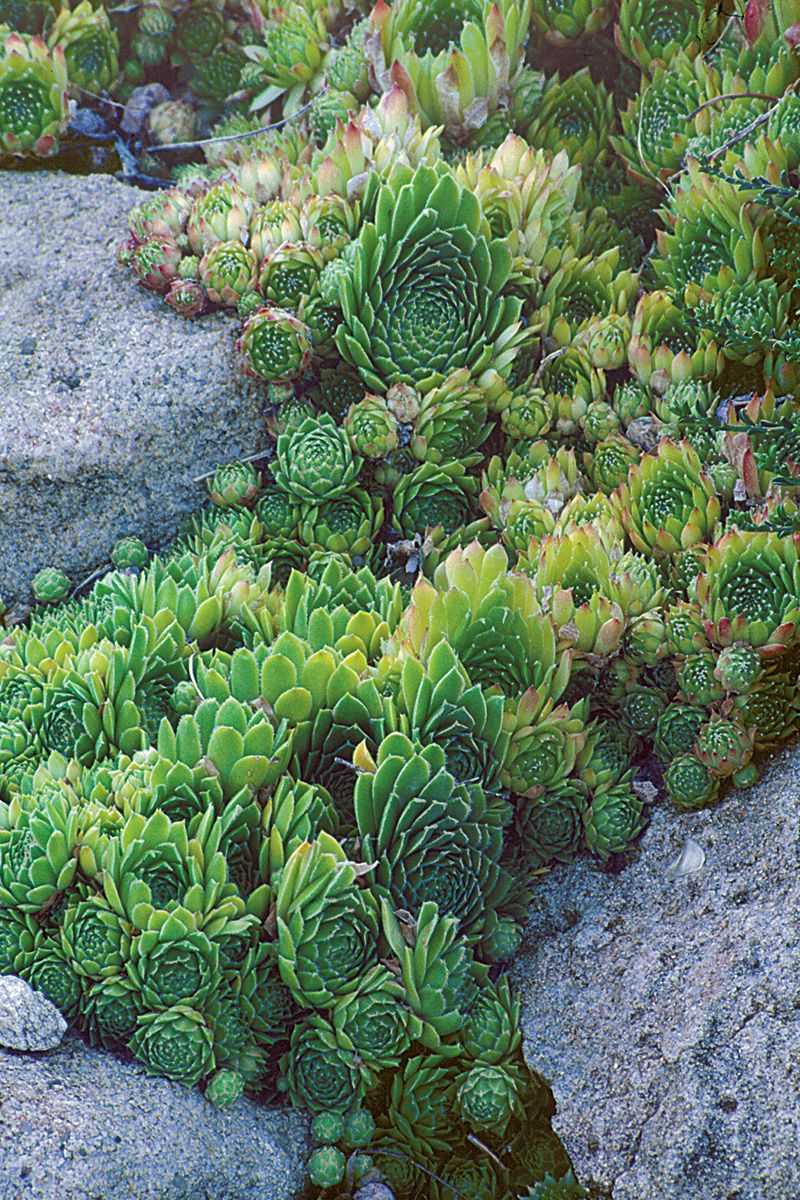Succulent Rock Garden