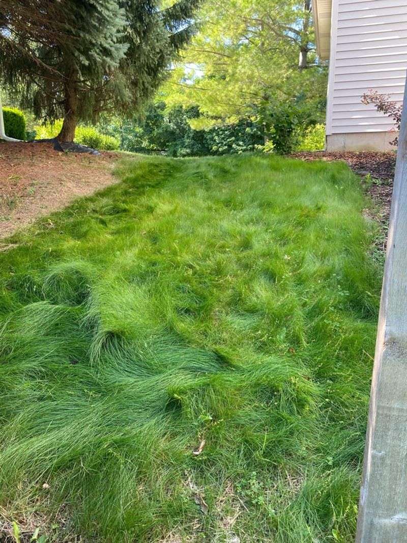 No-Mow Lawn