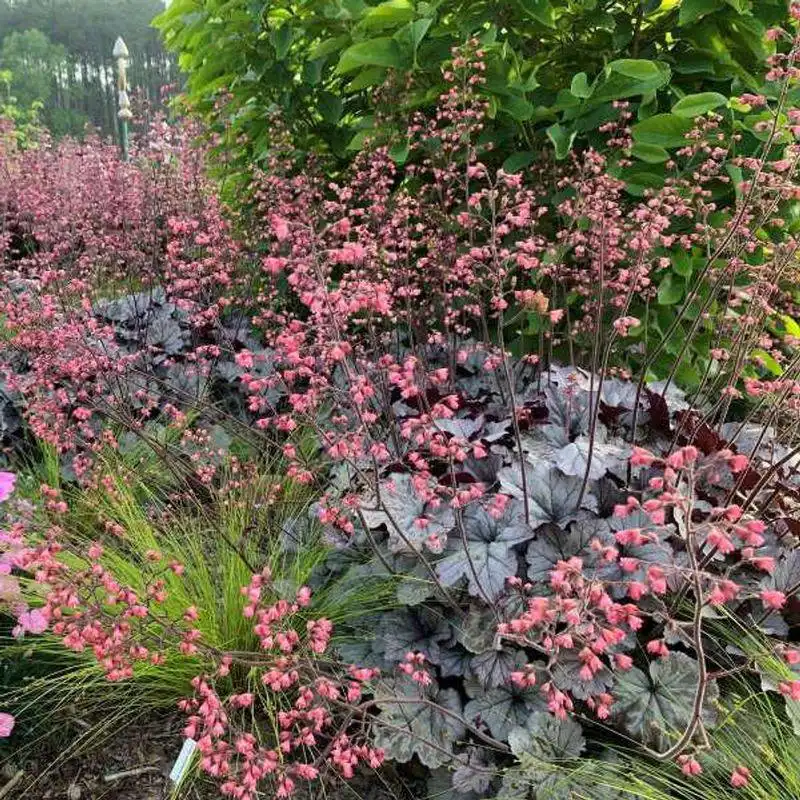 Heuchera