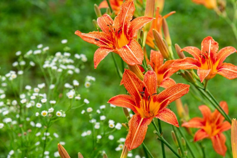 Perennial Planting