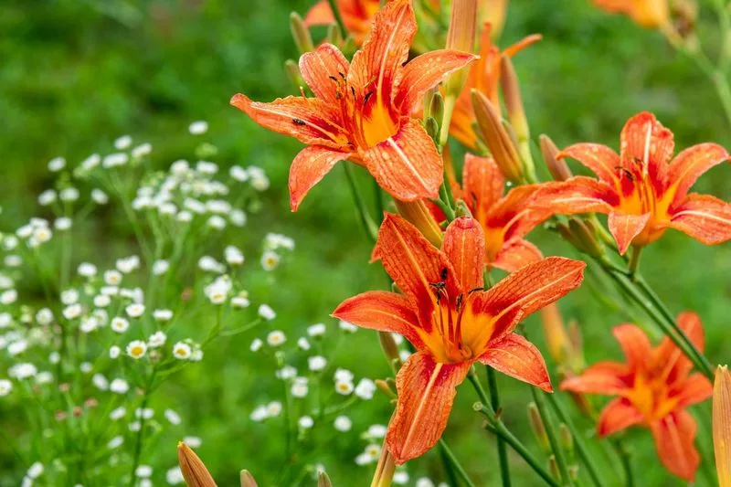 Perennial Planting