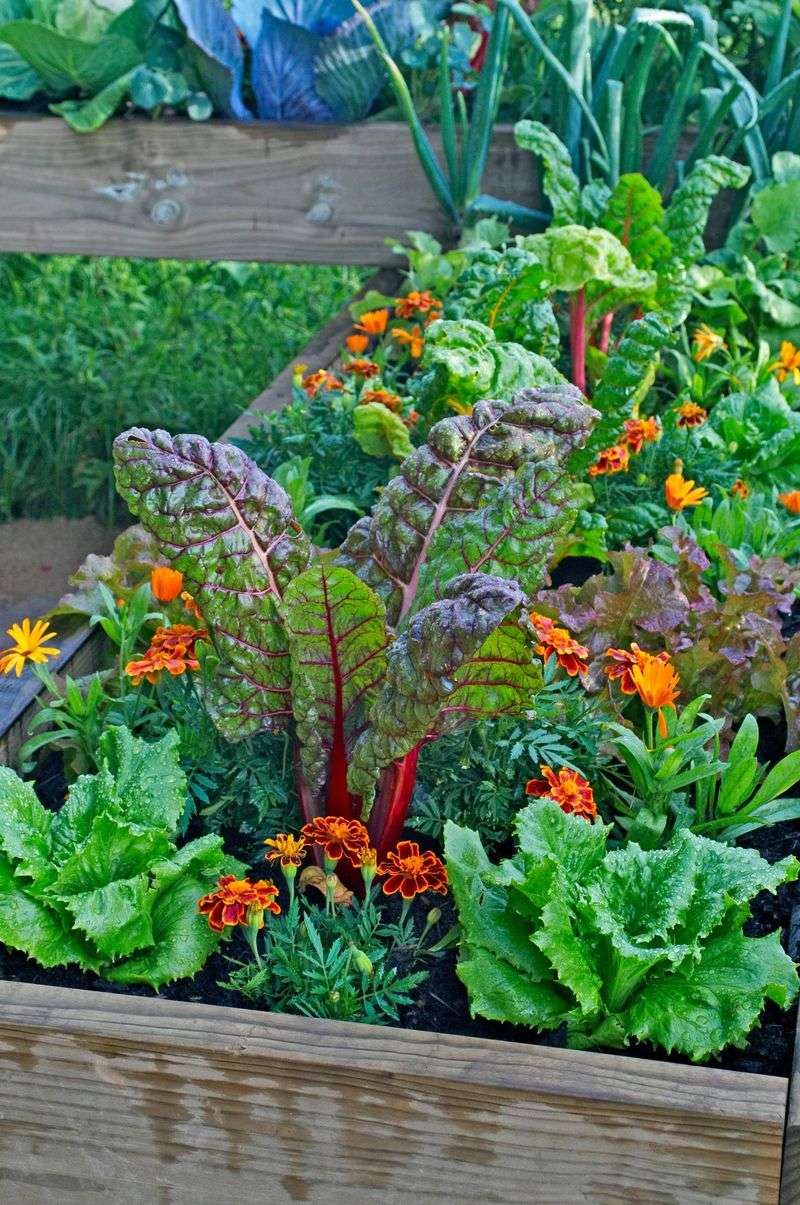 Companion Planting