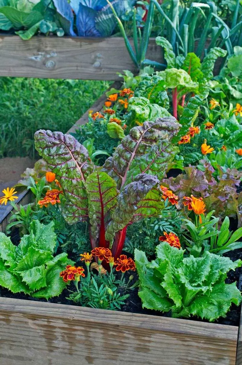Companion Planting