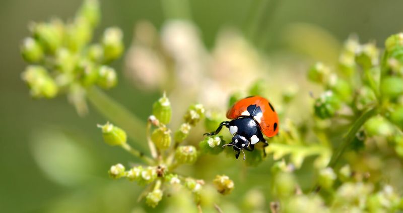 Natural Pest Control