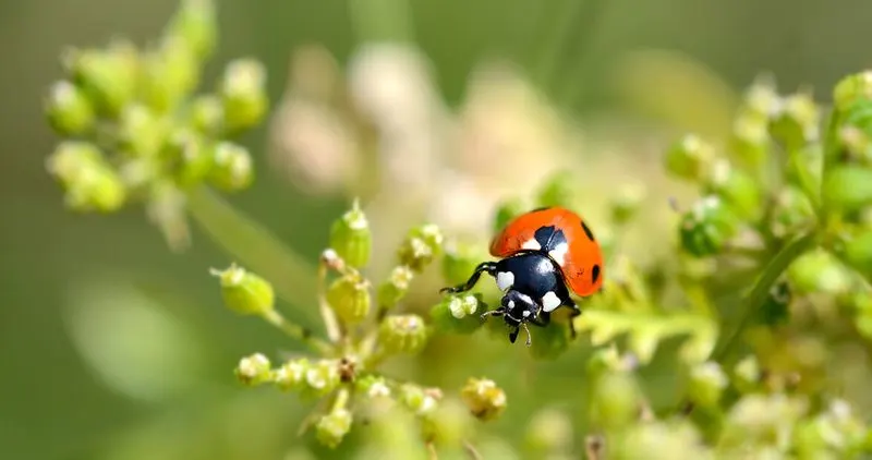 Natural Pest Control