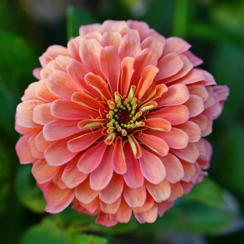 Benary's Giant Zinnia