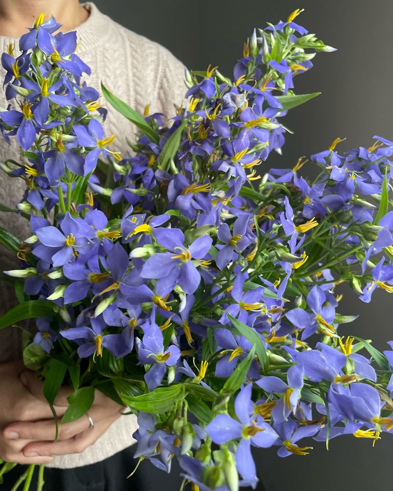 Persian Violet