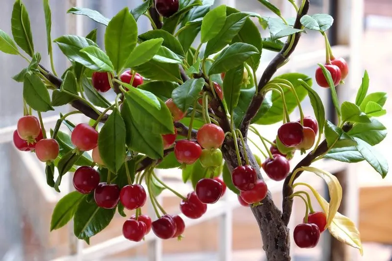 Cherry Tree