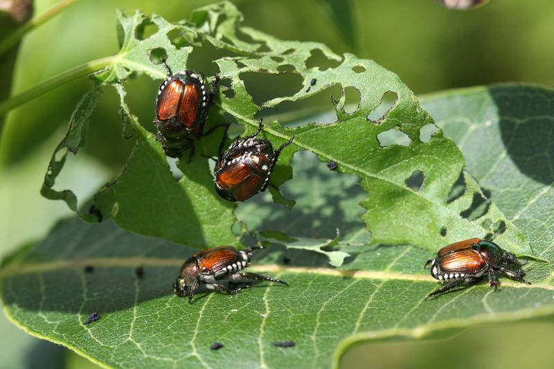 Pest Accumulation