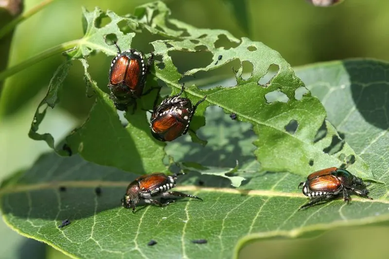 Pest Accumulation