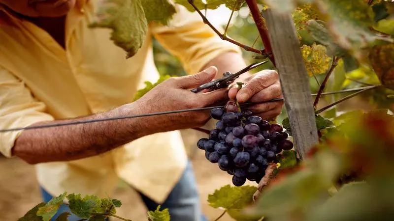 Mechanical Injury and Resveratrol Increase
